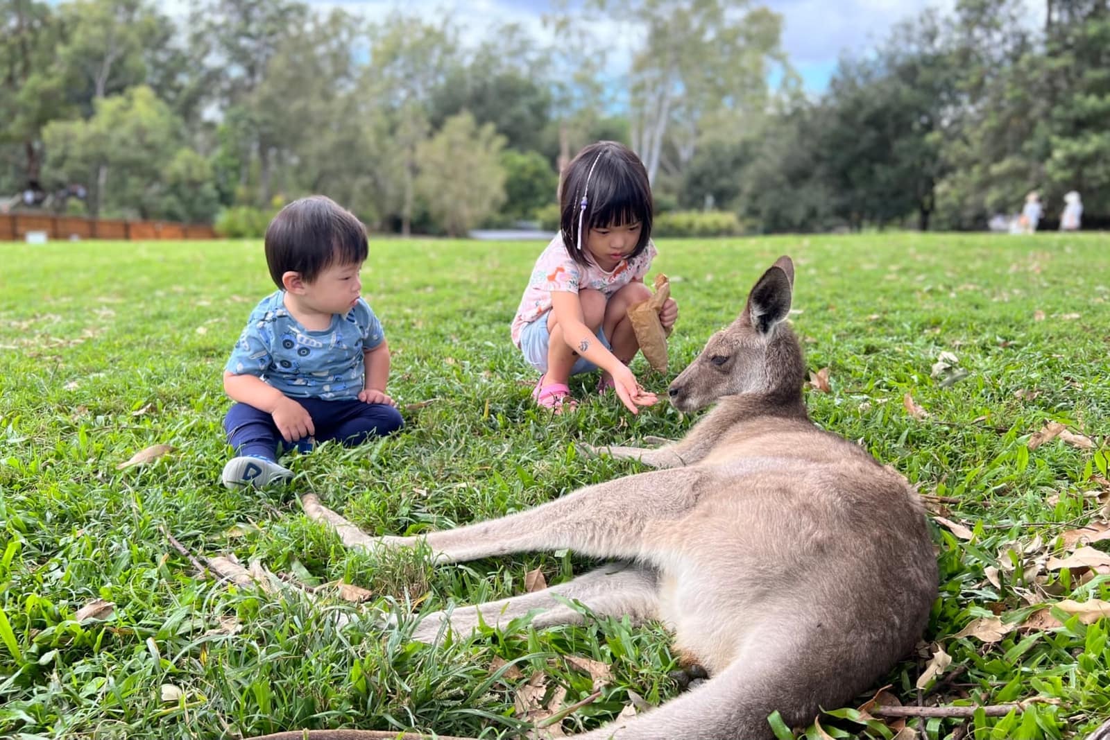 Children visiting kangaroos in Brisbane