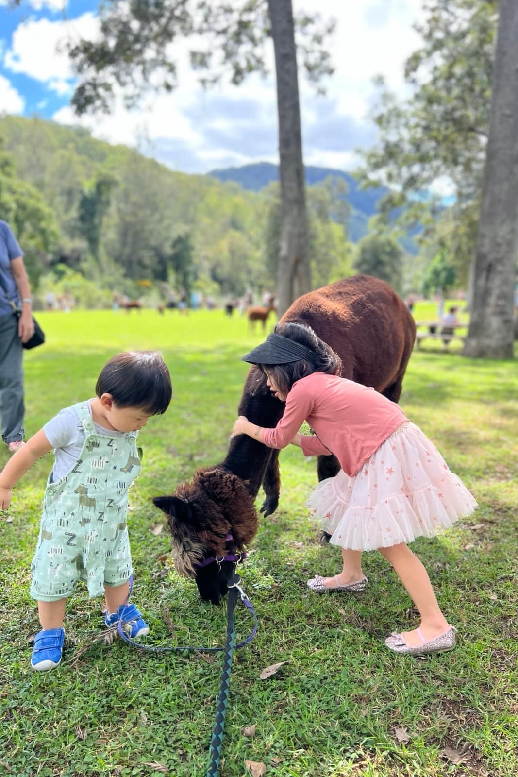 Child meeting an alpaca in Brisbane