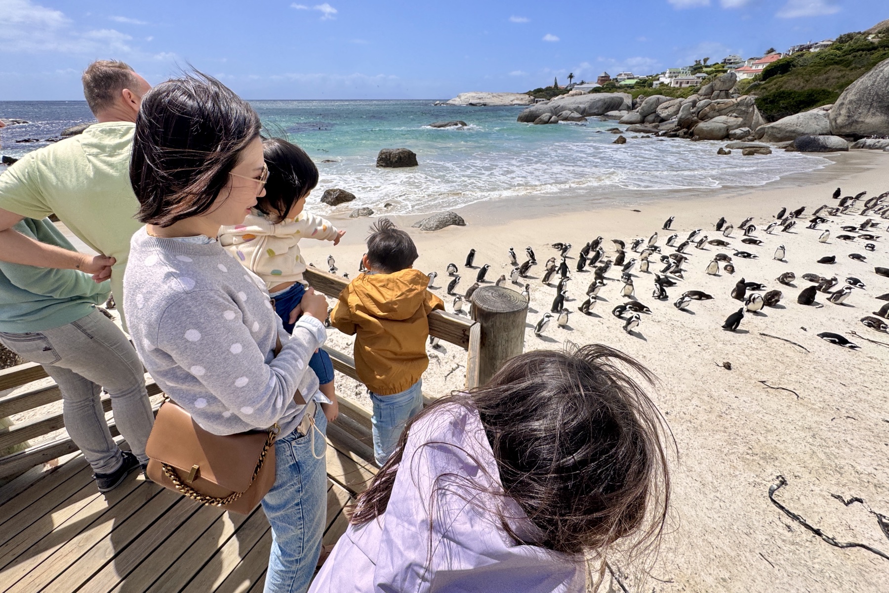Penguins on the Cape Peninsula