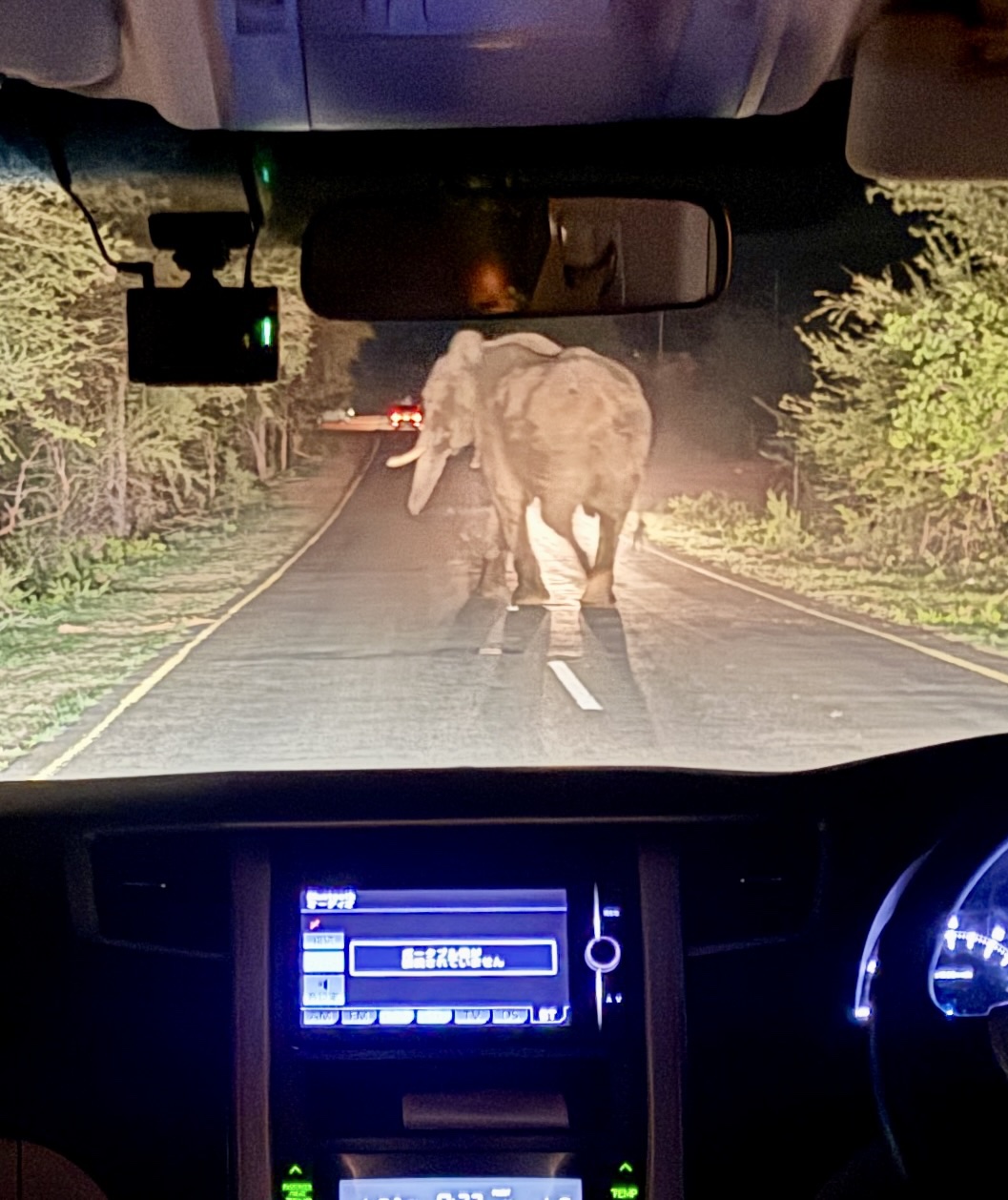 An elephant crossing the road at night