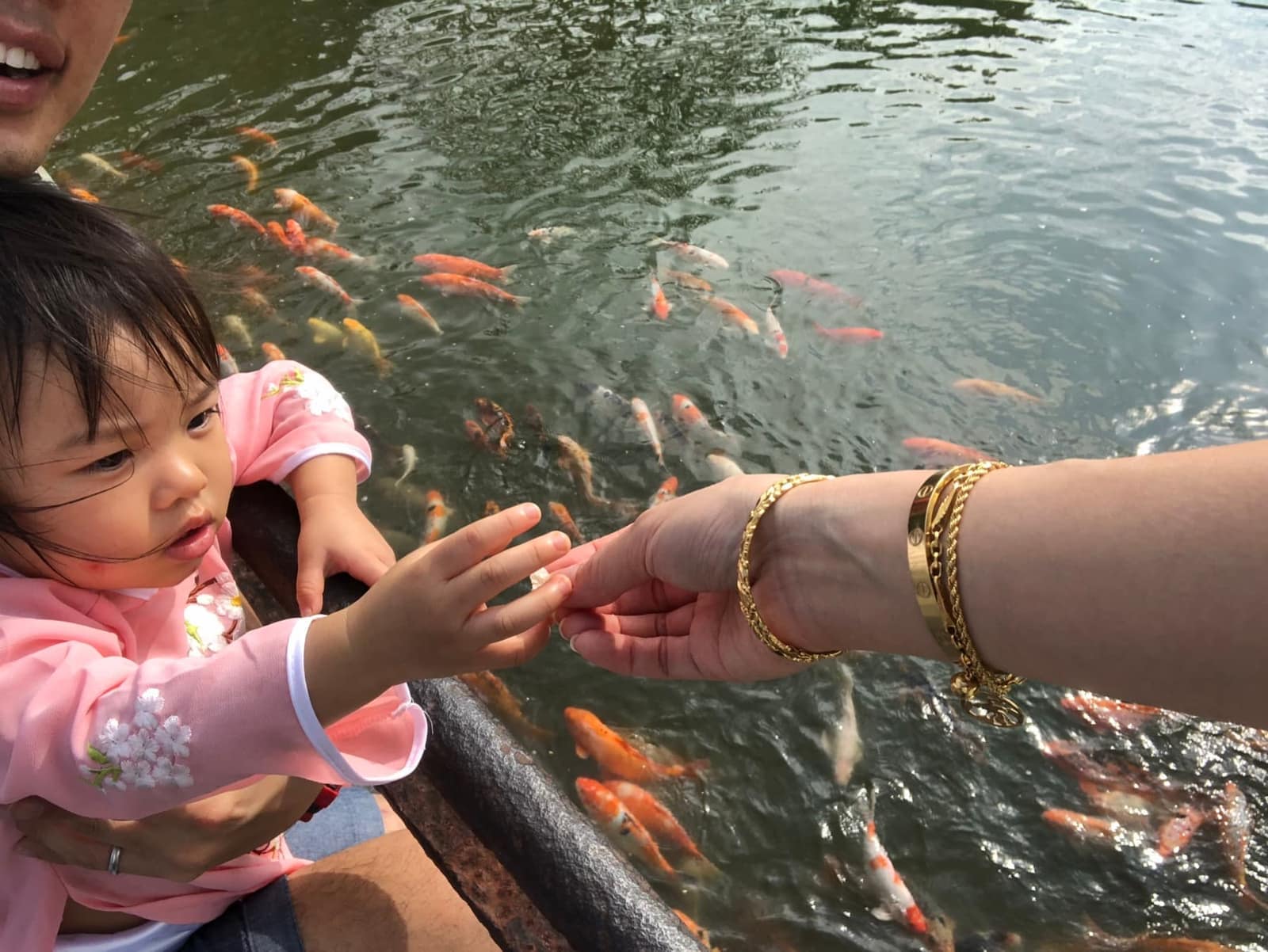 Sophie reaching for food beside a pond filled with koi