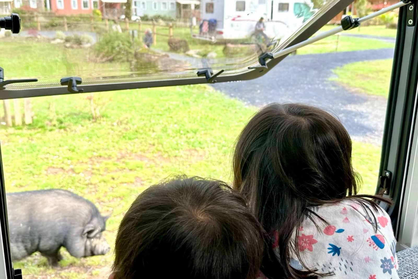 The children looking from the motorhome at a pig in the campsite
