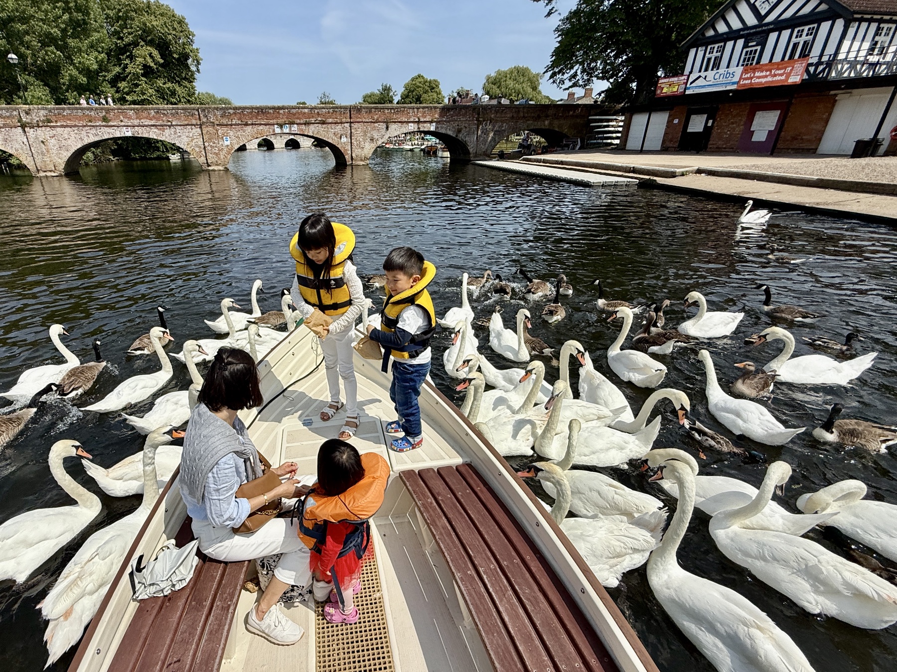 Swans on the River Avon at Stratford