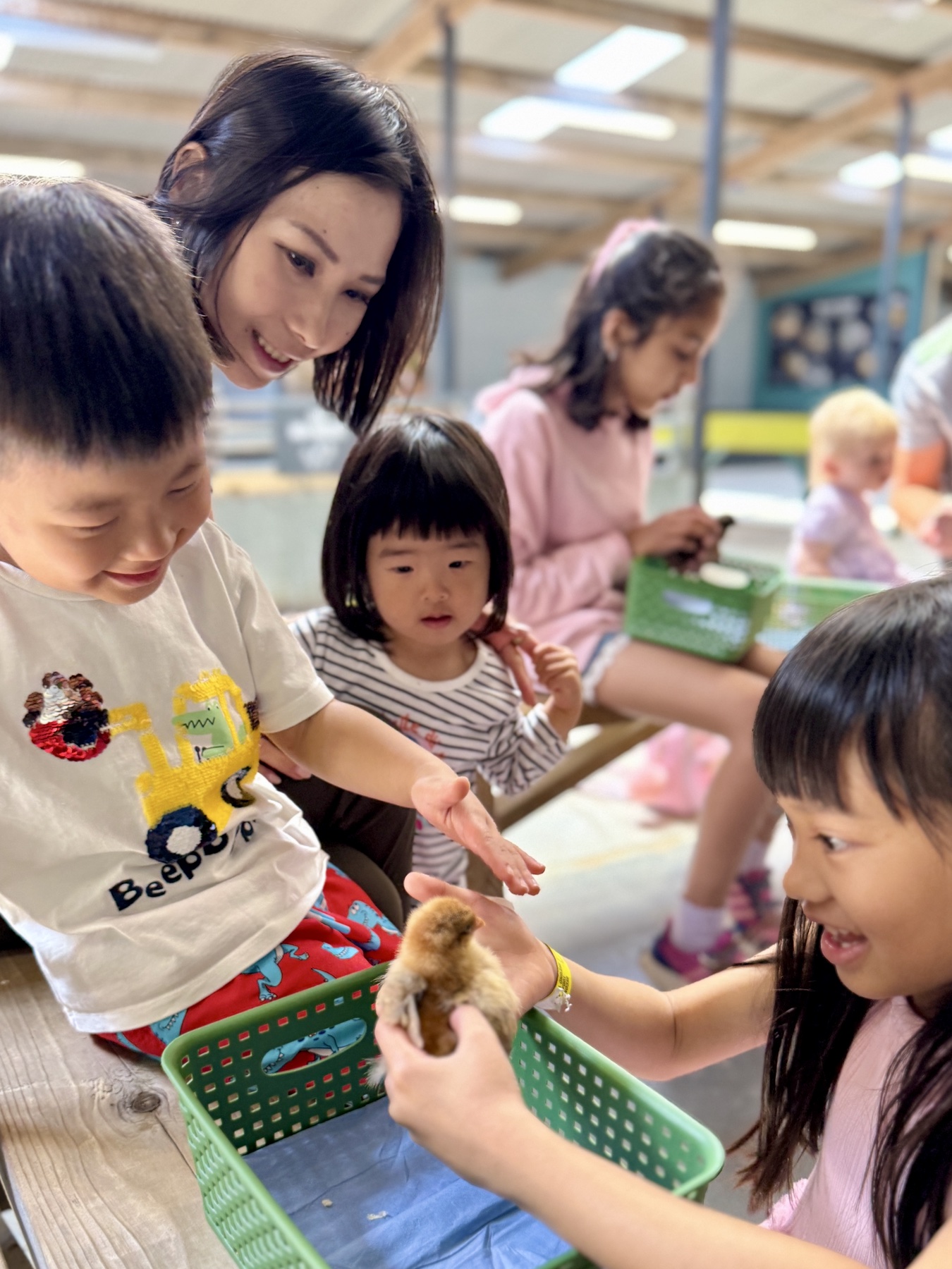 The children holding chicks at Cotswold Farm Park