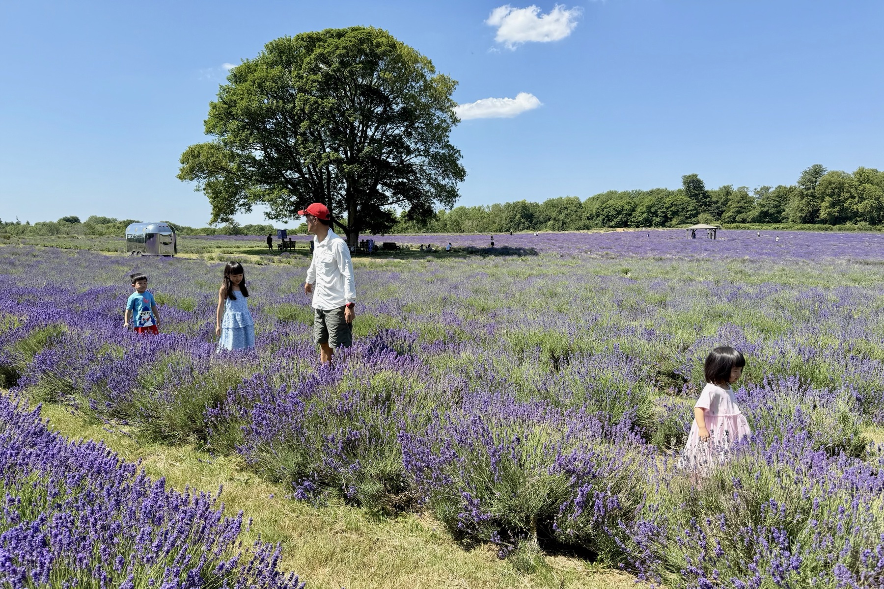 A lavender field in England