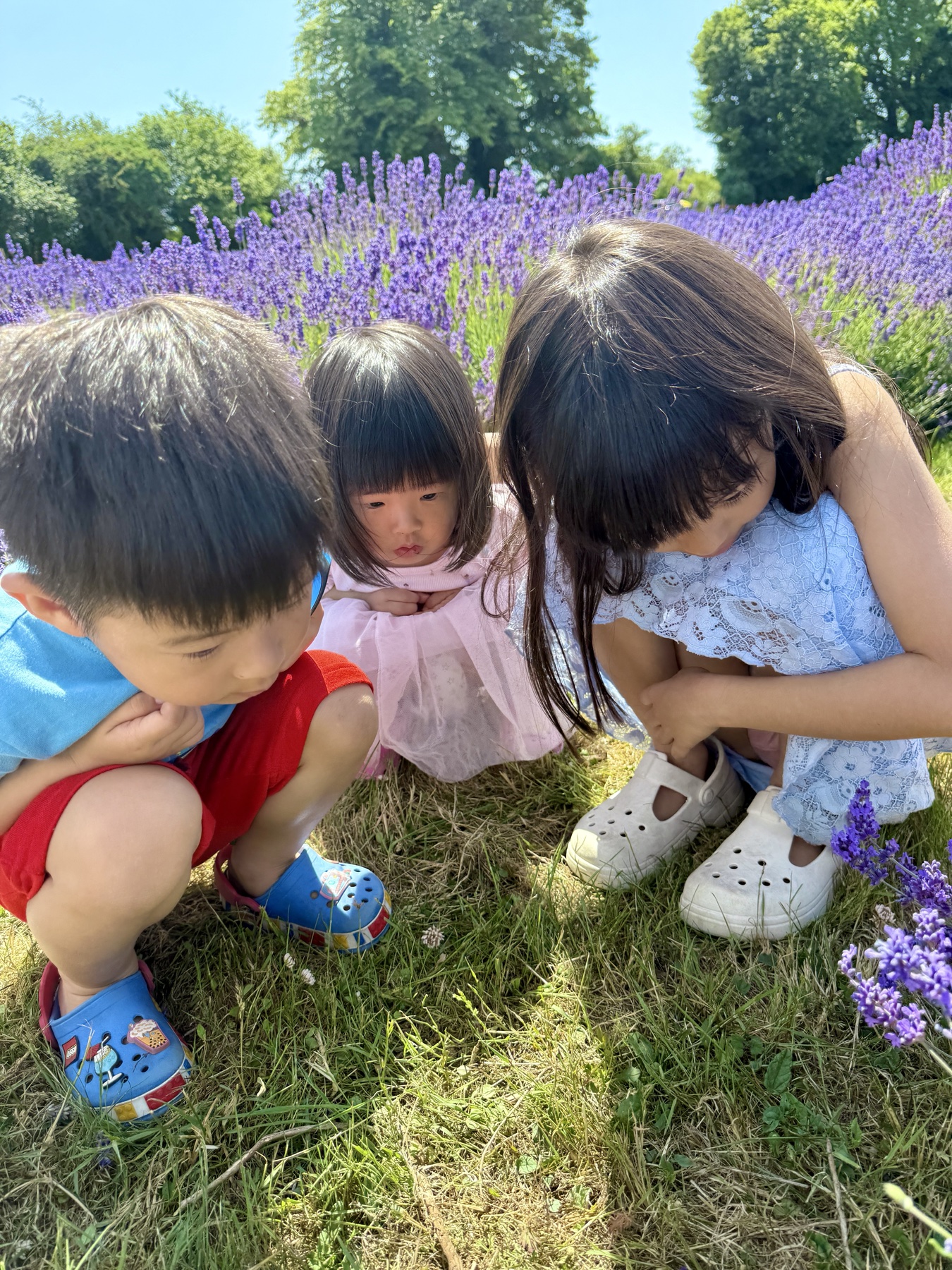 The children looking at a ladybug in a lavender field