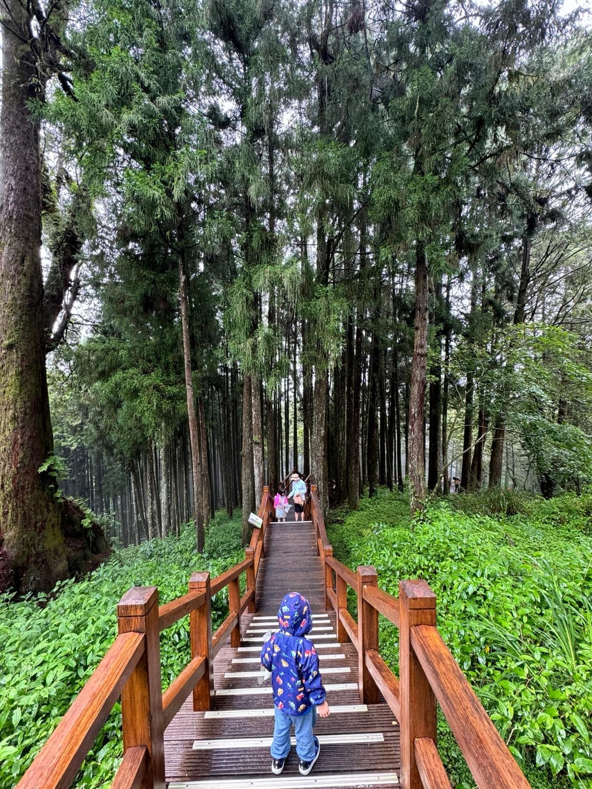 Vanessa and the children on wooden steps among tall forest trees in Alishan